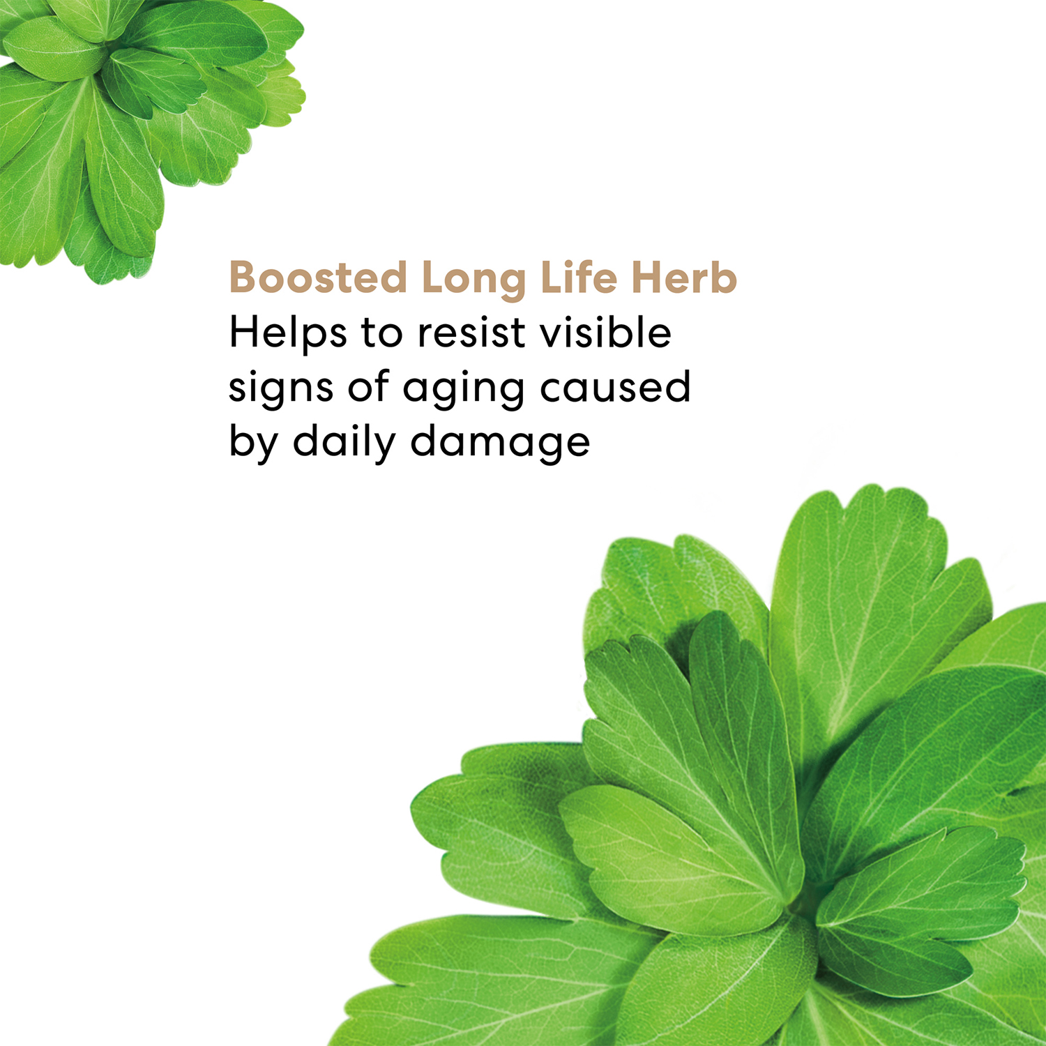 Skinlongevity Long Life Herb Eye Treatment