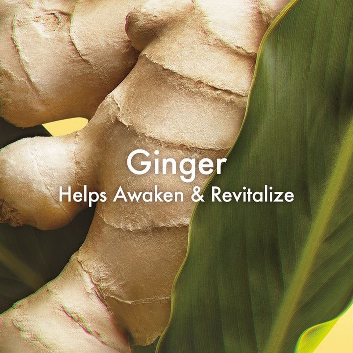 Ginger Essence Sensuous Skin Scent